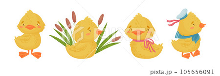 Cute Yellow Duckling with Wing and Feathers Vector Set 105656091