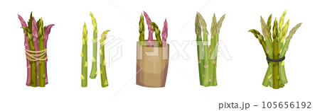 Garden Asparagus or Sparrow Grass as Spring Vegetable in Bunch Vector Set Garden Asparagus or Sparrow Grass as Spring Vegetable in Bunch Vector Set 105656192