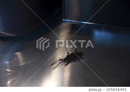 シンクに出現したゴキブリイメージ 105656495