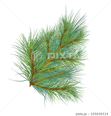 Pine branch digital watercolor style illustration isolated on white background. Cedar tree, conifer hand drawn. Element for Christmas design, invitation, card, 2023 new year design, holiday print 105656514