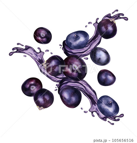 Acai berries on juice splash watercolor illustration isolated on white. Exotic amazon small purple berries levitation hand drawn. Design element for wrapping, packaging, label, kitchen utensil Acai berries on juice splash watercolor illustration isolated on white. Exotic amazon small purple berries levitation hand drawn. Design element for wrapping, packaging, label, kitchen utensil 105656516