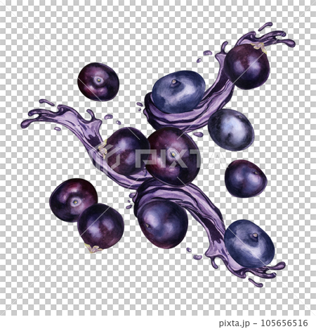 Acai berries on juice splash watercolor illustration isolated on white. Exotic amazon small purple berries levitation hand drawn. Design element for wrapping, packaging, label, kitchen utensil Acai berries on juice splash watercolor illustration isolated on white. Exotic amazon small purple berries levitation hand drawn. Design element for wrapping, packaging, label, kitchen utensil 105656516