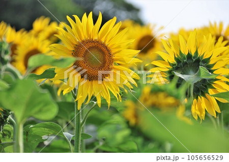 【動画あり】ヒマワリ 105656529