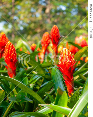 Guzmania, droophead tufted airplant, colorful red-orange pineapple flower, grow on plant Guzmania, droophead tufted airplant, colorful red-orange pineapple flower, grow on plant 105656848