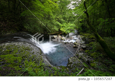 こもれびの滝の前衛滝と白川の流れ（長野県木曽郡木曽町） 105657287