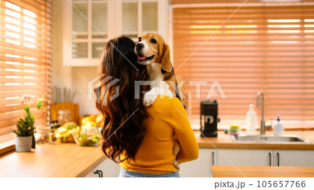A Beagle puppy, dog running on the floor inside a home during the day. A Beagle puppy, dog running on the floor inside a home during the day. 105657766