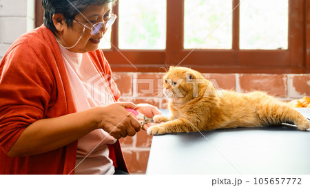 Cat with veterinary in clinic, a female veterinarian cutting nail of cat. Cat with veterinary in clinic, a female veterinarian cutting nail of cat. 105657772