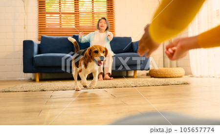 A Beagle puppy, dog running on the floor inside a home during the day. 105657774