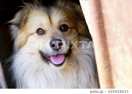 Closeup portrait of cute mutt dog. The muzzle of a mongrel with red hair Closeup portrait of cute mutt dog. The muzzle of a mongrel with red hair 105658015