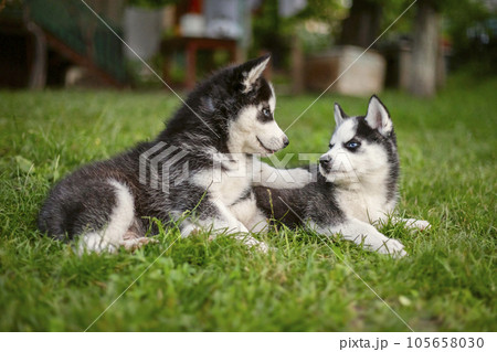 Cute siberian husky puppies with blue eyes sitting in green grass on a summer Cute siberian husky puppies with blue eyes sitting in green grass on a summer 105658030