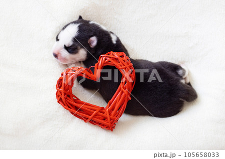 Cute siberian husky puppy sleeps with red heart on a white fluffy background Cute siberian husky puppy sleeps with red heart on a white fluffy background 105658033