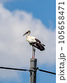 コウノトリ 105658471