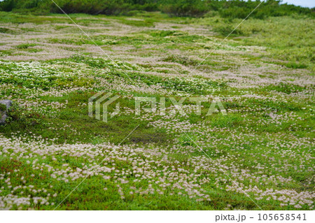 大雪の草原を埋め尽くす綿毛のチングルマ 105658541