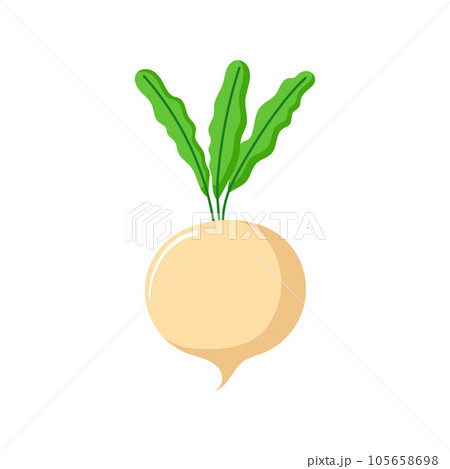 Funny cartoon turnip. Cute vegetable. Vector food illustration isolated on white background Funny cartoon turnip. Cute vegetable. Vector food illustration isolated on white background 105658698