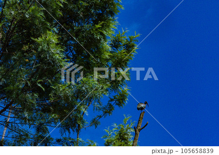 Coffee Farm In Kenya  105658839