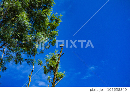 Coffee Farm In Kenya  105658840