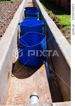 Coffee Farm In Kenya Coffee Farm In Kenya 105658907