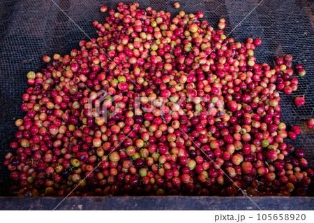 Coffee Farm In Kenya Coffee Farm In Kenya 105658920