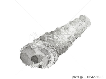 水墨画風に描いた茹で筍一個本のイラスト 白バック 透過背景 水墨画風に描いた茹で筍一個本のイラスト 白バック 透過背景 105659650