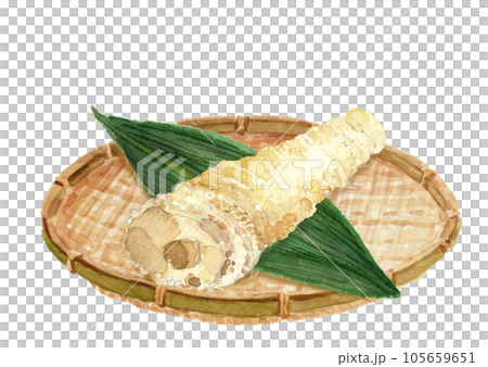 用水彩白背透明背景繪製的漏勺中的一根煮竹筍的插圖 用水彩白背透明背景繪製的漏勺中的一根煮竹筍的插圖 105659651