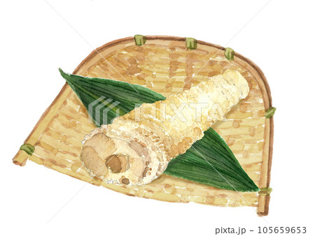 水彩で描いたザルに盛った茹で筍1本のイラスト 白バック 透過背景 105659653
