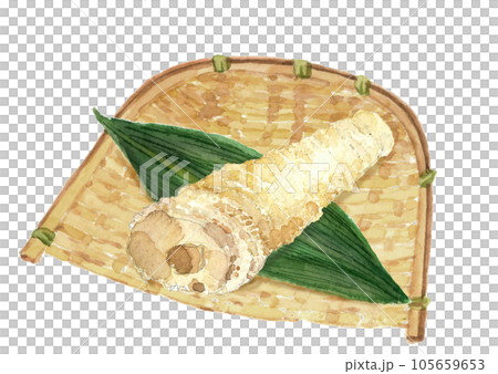 水彩で描いたザルに盛った茹で筍1本のイラスト 白バック 透過背景 105659653