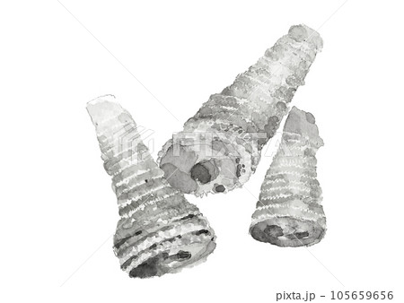 水墨画風に描いた茹で筍3本のモノトーンのイラスト 白バック 透過背景 105659656