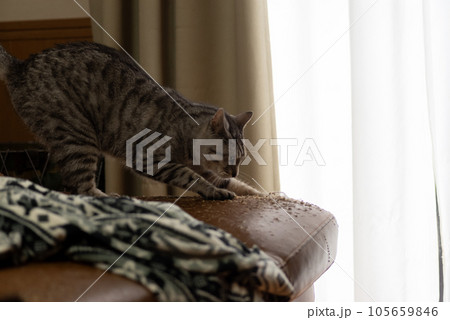 ソファーで爪を研ぐ猫 サバトラ猫 ソファーで爪を研ぐ猫 サバトラ猫 105659846