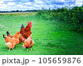 Rooster in green field. 105659876