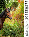 Horse head portrait in harness  . 105659877