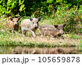 Little dirty wild pig in the forest. 105659878