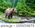Portrait of  brown bear in wild nature. 105659879