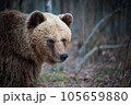 Portrait of  brown bear in wild nature. 105659880