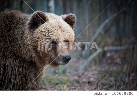 Portrait of  brown bear in wild nature. 105659880