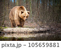 Portrait of  brown bear in wild nature. 105659881