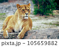 Close-up portrait Lioness. 105659882