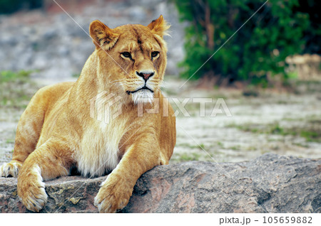 Close-up portrait Lioness. 105659882