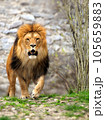 Close-up portrait Lion. 105659883