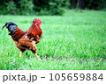 Cock 105659884