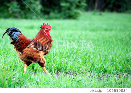Cock Cock 105659884
