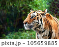 Tiger - Panthera tigris - close up portrait. 105659885