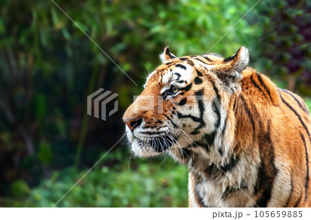Tiger - Panthera tigris - close up portrait. Tiger - Panthera tigris - close up portrait. 105659885