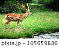 Deer. 105659886