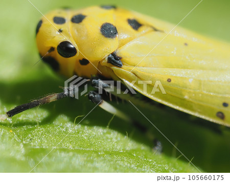 葉の上のツマグロオオヨコバイ 105660175