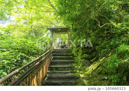 嵐山祐斎亭 入口へ向かう石段 新緑の季節 嵐山祐斎亭 入口へ向かう石段 新緑の季節 105660323
