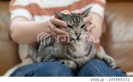 膝の上で猫を撫でる　サバトラ猫 105660372