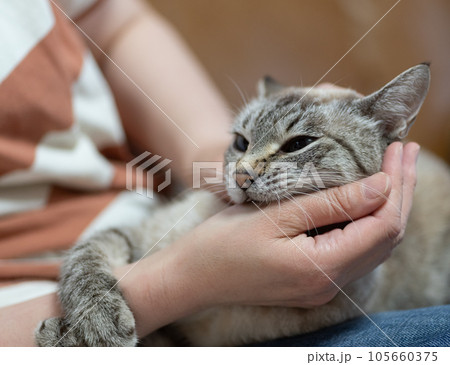 手を噛む猫 シャムトラ 手を噛む猫 シャムトラ 105660375
