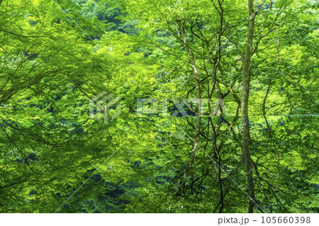 嵐山祐斎亭 水鏡 新緑の季節 嵐山祐斎亭 水鏡 新緑の季節 105660398