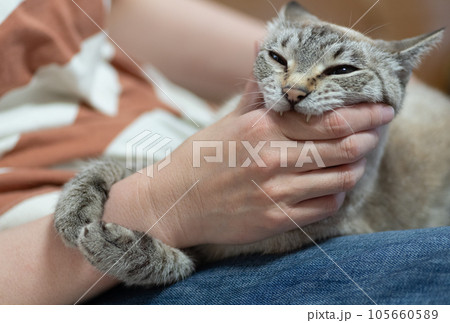 手を噛む猫 シャムトラ 手を噛む猫 シャムトラ 105660589