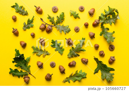 Branch with green oak tree leaves and acorns on colored background, close up top view Branch with green oak tree leaves and acorns on colored background, close up top view 105660727